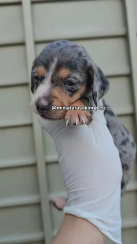 Fêmea Dachshund Arlequim kaninchen ( menor padrão da raça ) + cor diferenciada 