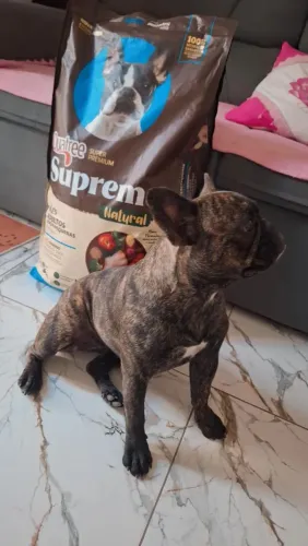 Bulldog Francês fêmea 1ano e 4 mees no 2 cio 