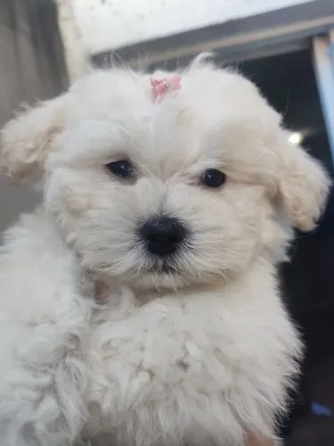 Linda Cachorrinha