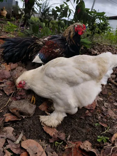 CASAL BRAHMA Novos