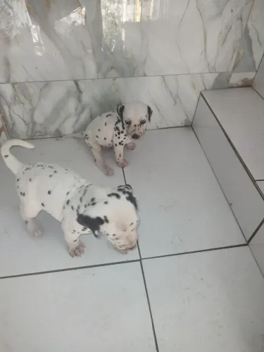 Filhotes de dálmata raça pura 