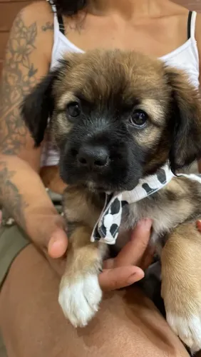 Cachorrinha