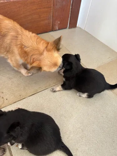 Chihuahua pelo longo 