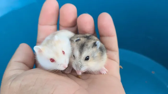 Hamster Anão Russo
