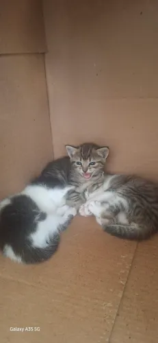 Doação de gatinhos