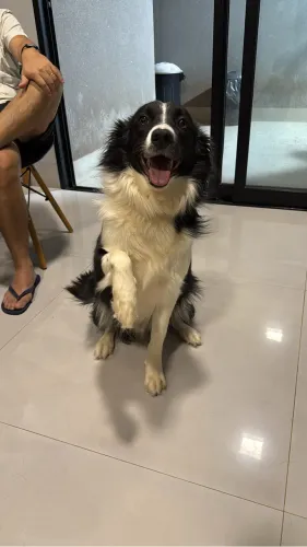 Doa-se casal de Border Collie