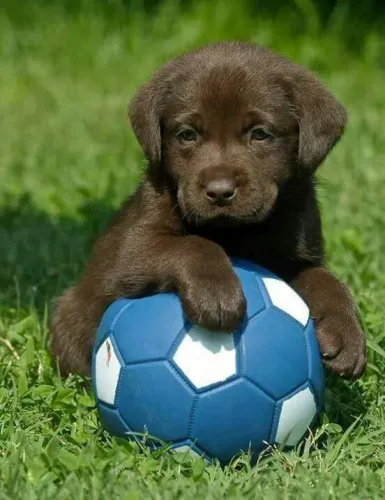 Filhote Labrador com bola azul 