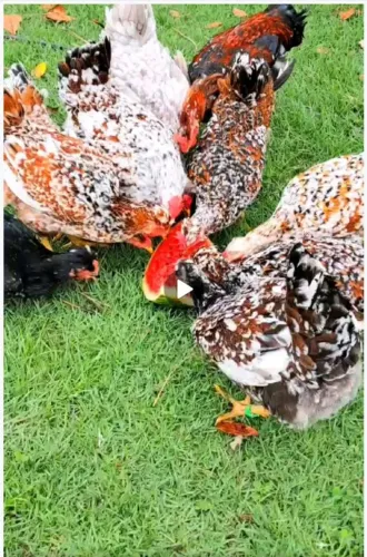 Galinha Sertaneja Balão GSB 