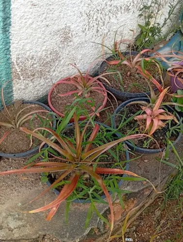 Mudas de abacaxi ornamental