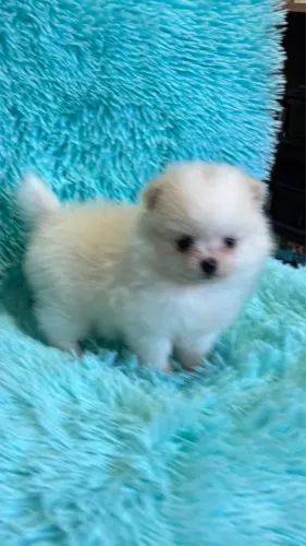 :} Lulu da Pomerania anão :}