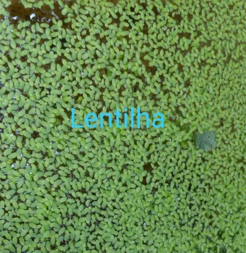 Mudas de Lentilha d'água (lemna), planta aquática
