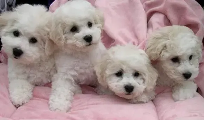 Bichon Frisé - 4  Filhotes Disponível 