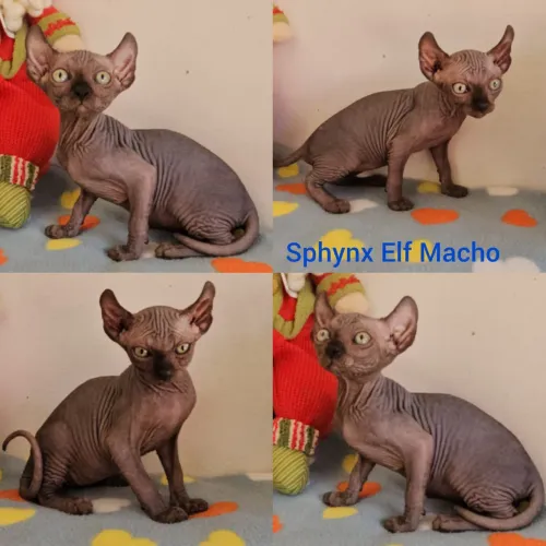 Sphynx padrão e Elf Filhotes - Gatil Bsb Cat