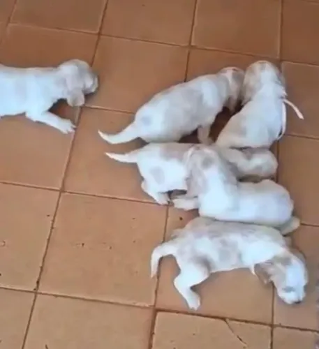 Cocker Spaniel Inglês puro - filhote encantador esperando por você!