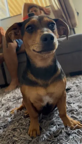 Cofap filhote ( doação )