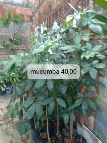 Muda frutíferas 2