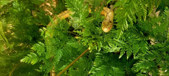 Cobrinha de Madeira Realista- Perfeita para Pegadinhas!