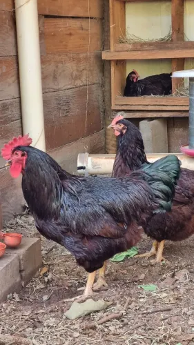 Ovos Galados Férteis Galinhas Poedeira Rhode Island Red