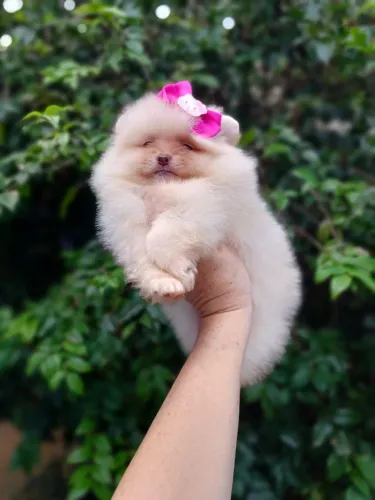 Spitz alemão