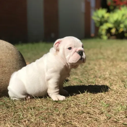 Bulldog Inglês Todas as Cores em Promoção *