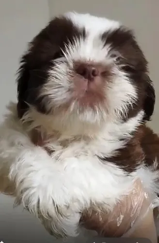 Shih Tzu Baby - Um Amor de Filhote para Adoçar Sua Vida!