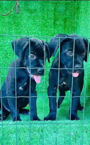 Cane Corso 