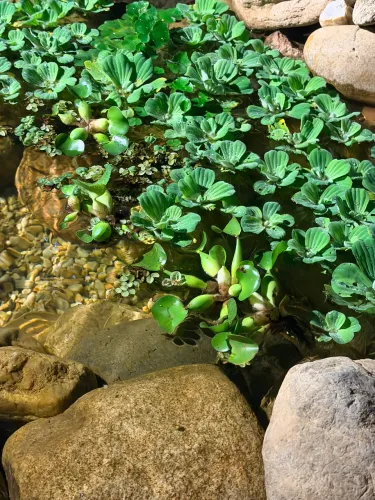Plantas aquáticas 