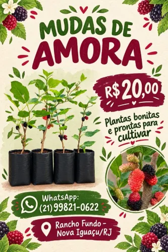 Mudas de Amora Anã