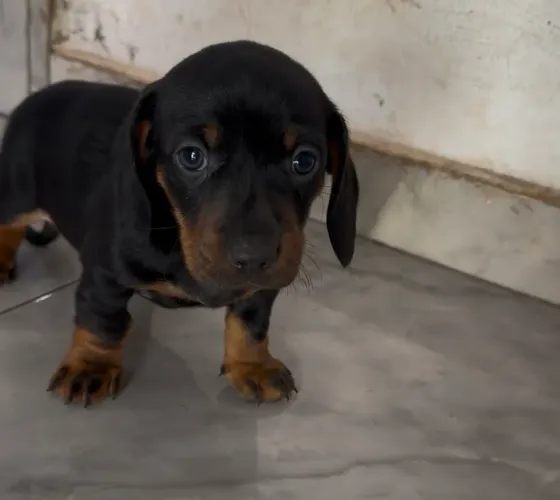 Filhote de Basset macho vacinado