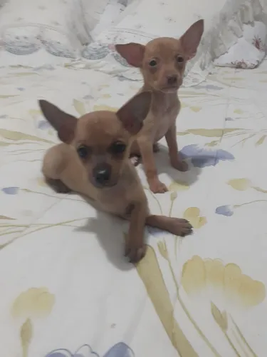 Pinscher zero-um encanto R$ 800