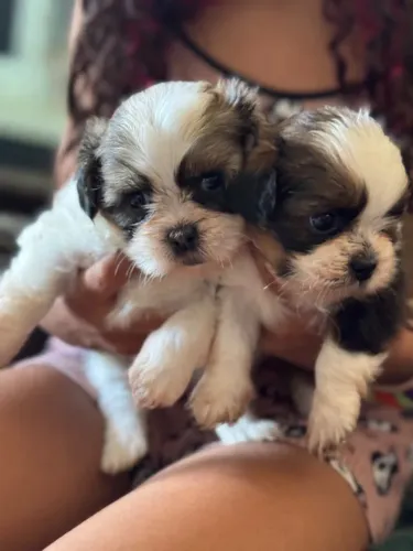 Vendo filhotes de shitzu fêmea