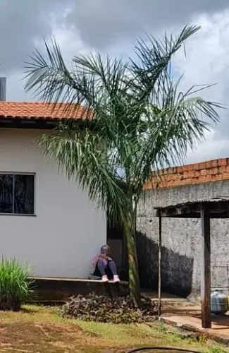 Muda de Palmeira Imperial