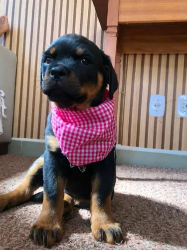 Rottweiler Puros