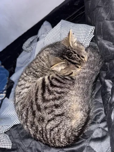 Gatinha castrada pra doação não consigo entregar!