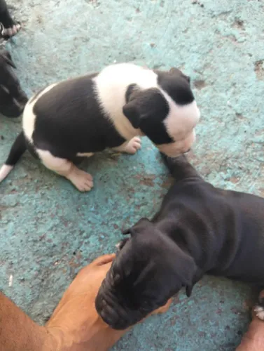 Filhotes de Pitbul 