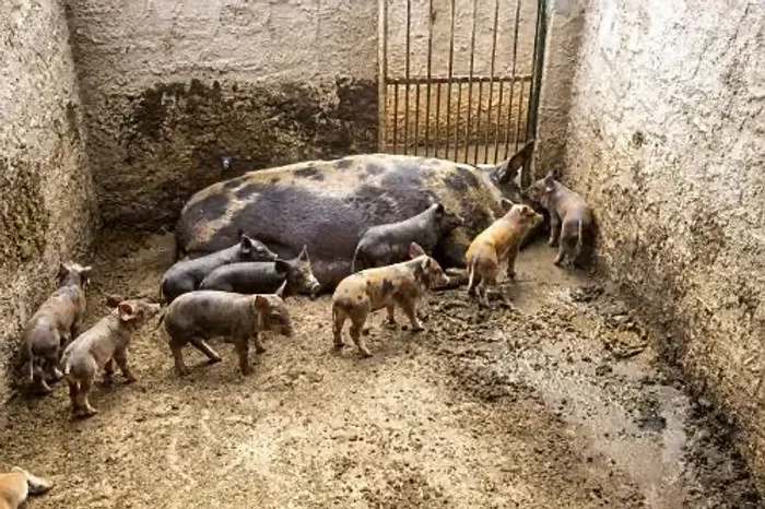 Porco caipira 
