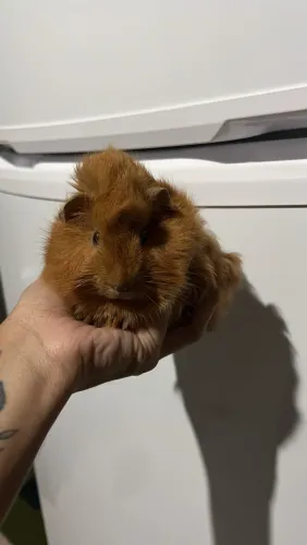 Porquinho da índia