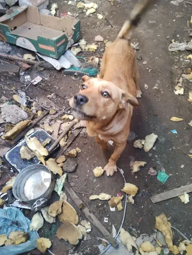 Doação cão macho filhote