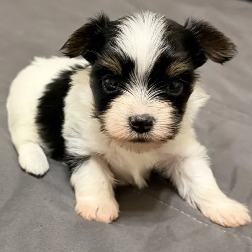 Yorkshire Terrier Biewer/ Apaixone-se por esse focinho!