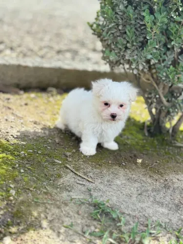 Maltês, macho! Pais com pedigree, entrego, parcelo 12x, chama no whats!