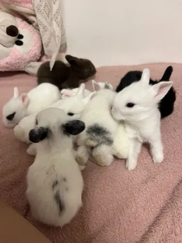 Mini coelhos lion head