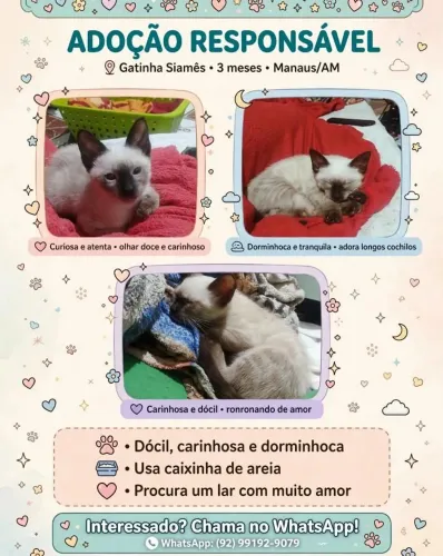 Doação de gata siamesa urgente