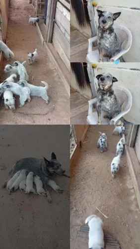 Filhotes de boiadeiro australiano
