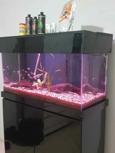 Aquário 200L Completo com Móvel, Canister, Filtro UV etc