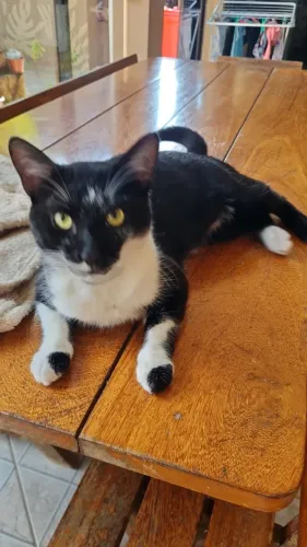 Gato Frajola - adoção