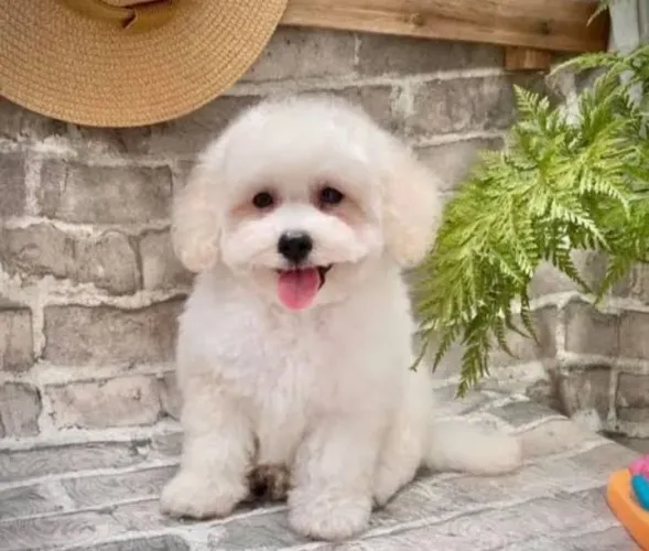 Poodle toy lindos filhotes
