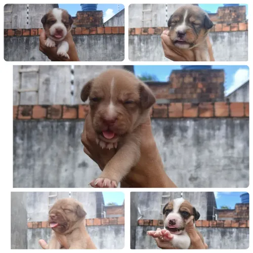 Cachorro adoção 