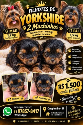 Filhotes de Yorkshire Machinho