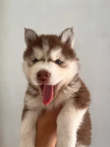 Husky siberiano