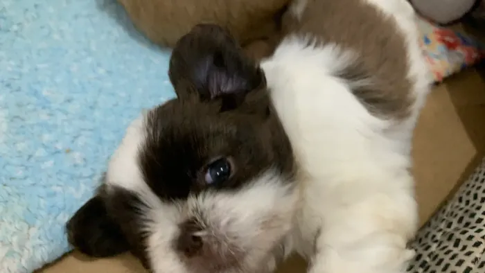 Shihtzu disponíveis
